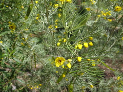Senna artemisioides artemisioides