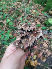 Thelephora caryophyllea