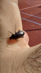Pterostichus oblongopunctatus