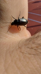 Pterostichus oblongopunctatus