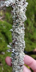 Hypogymnia farinacea