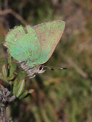 Callophrys dumetorum