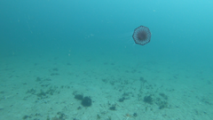 Chrysaora agulhensis