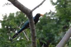 Cyanocorax yucatanicus
