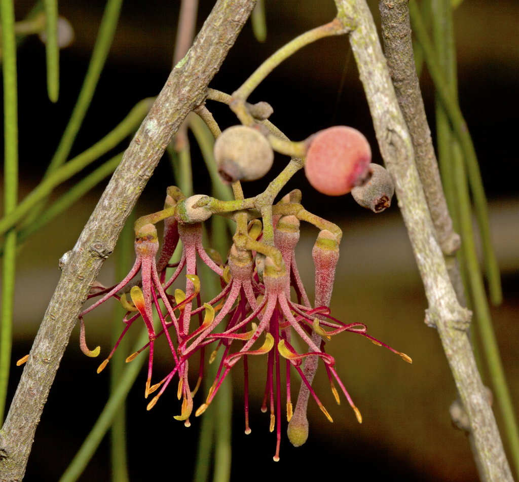 needle-leaf mistletoe