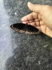 Euploea core
