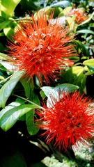 Combretum constrictum