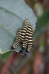 Cethosia cydippe