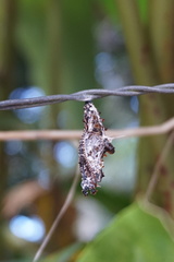 Cethosia penthesilea