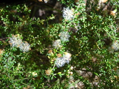 Olearia microphylla
