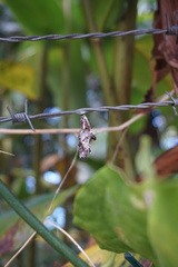 Cethosia penthesilea