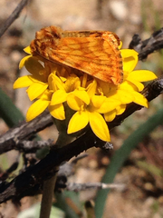 Xanthothrix neumoegeni