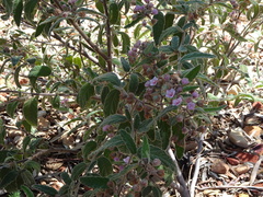 Commersonia magniflora