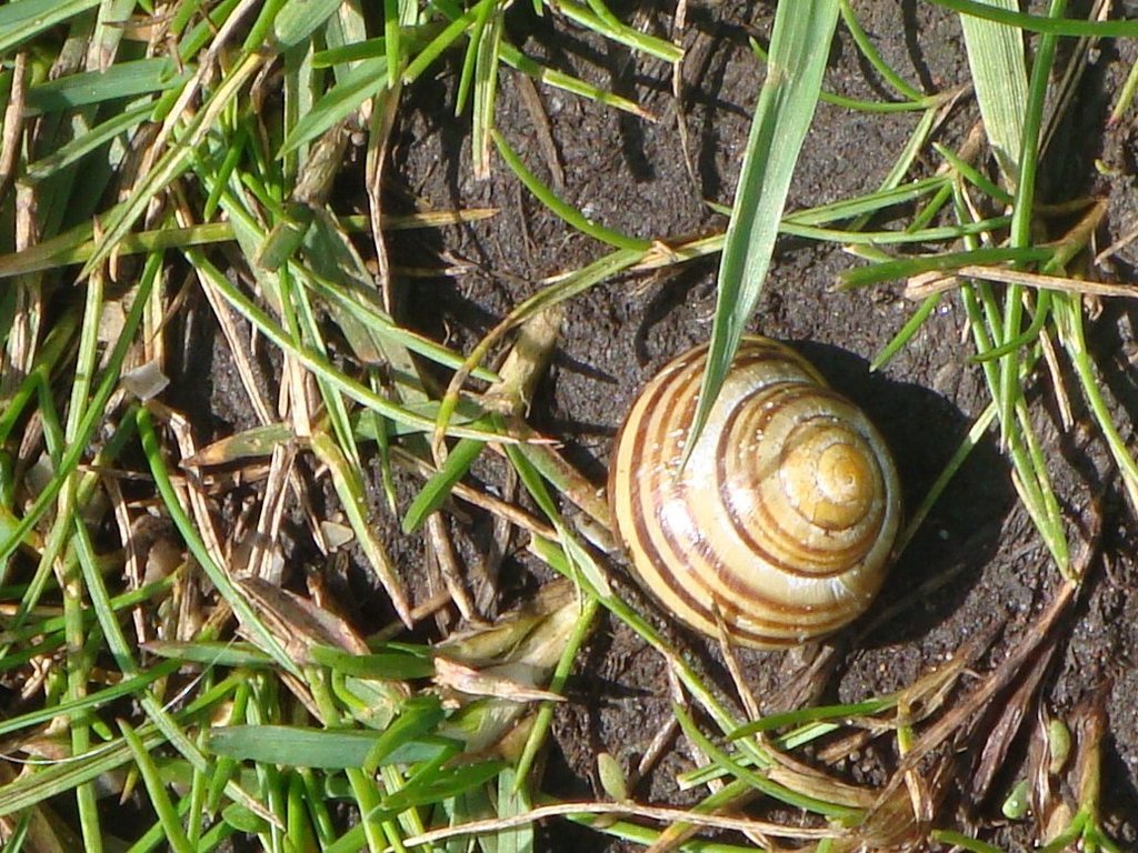 Cepaea Shell Cepaea from Jubilee Wood, Maghull on June 04, 2012 by acljohn. White or ...