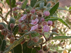Commersonia magniflora