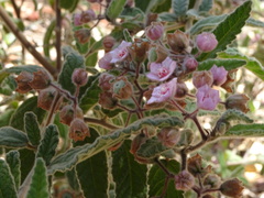 Commersonia magniflora