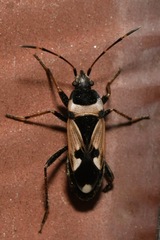 Raglius confusus