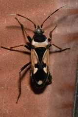 Raglius confusus
