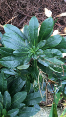Magnoliopsida