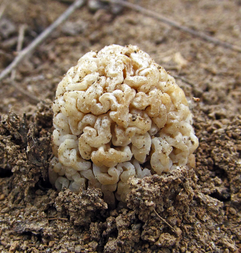 Steppe Morel