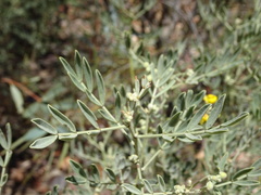 Senna artemisioides coriacea