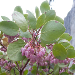 Arctostaphylos viscida