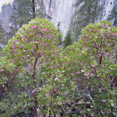 Arctostaphylos viscida