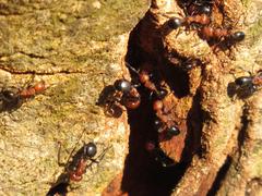 Atopomyrmex mocquerysi