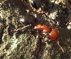 Atopomyrmex mocquerysi