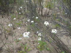 Manulea corymbosa