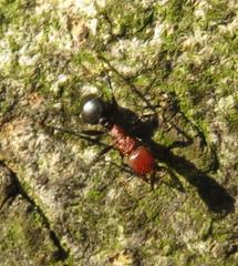 Atopomyrmex mocquerysi