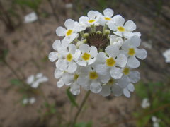 Manulea corymbosa
