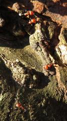 Atopomyrmex mocquerysi