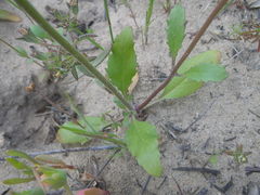 Manulea corymbosa