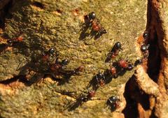 Atopomyrmex mocquerysi