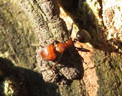 Atopomyrmex mocquerysi