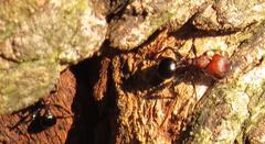 Atopomyrmex mocquerysi