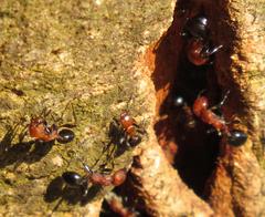 Atopomyrmex mocquerysi