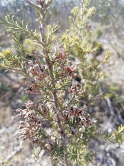 Erica australis