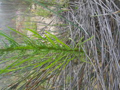 Hebenstretia repens