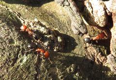Atopomyrmex mocquerysi