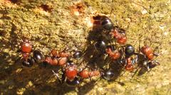 Atopomyrmex mocquerysi