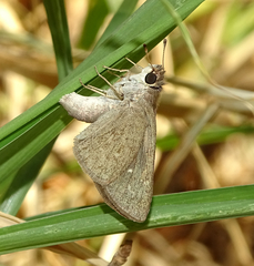 Gegenes pumilio gambica