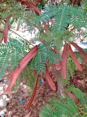 Leucaena leucocephala