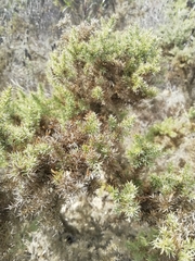 Ulex argenteus argenteus