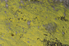 Chrysothrix chlorina