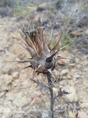 Cynara algarbiensis