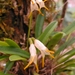 Masdevallia chontalensis - Photo (c) Gail, some rights reserved (CC BY)
