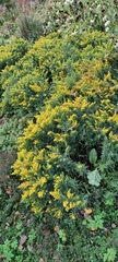 Solidago canadensis