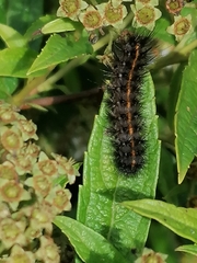 Diacrisia sannio